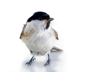 Image showing willow tit 3