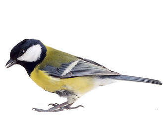 Image showing Titmouse 21