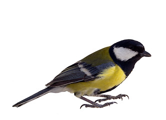 Image showing Titmouse 22