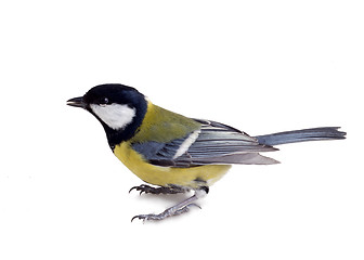 Image showing Titmouse 20