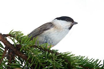 Image showing willow tit on a fir-tree