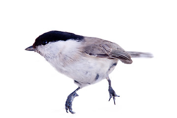 Image showing willow tit 2