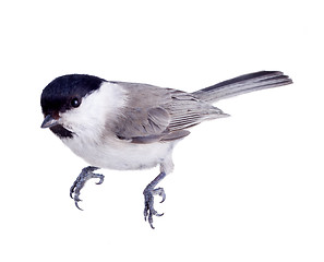 Image showing willow tit