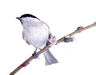 Image showing willow tit on a willow