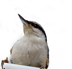 Image showing nutcracker on a white 2