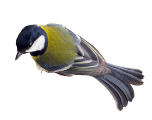 Image showing Titmouse 23