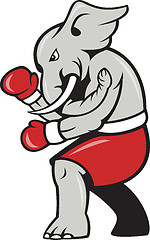 Image showing Elephant Boxer Boxing Stance 