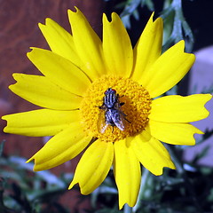 Image showing Fly on daisy