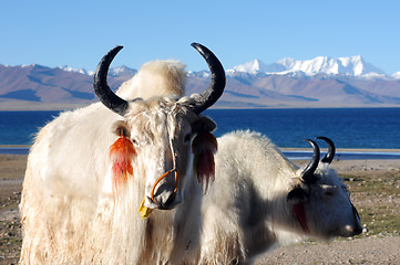 Image showing Tibetan white yaks