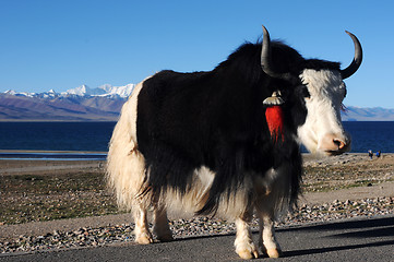 Image showing Tibetan yak