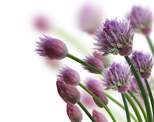 Image showing Chive Herb Flowers
