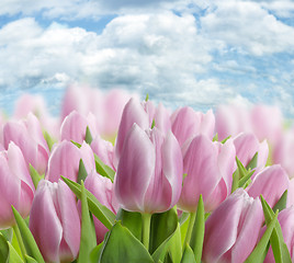 Image showing Pink Tulips