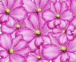 Image showing Clematis Flowers