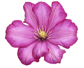 Image showing Clematis Flower