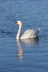 Image showing white swan