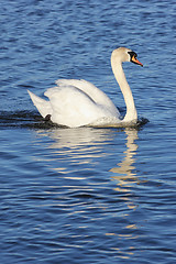 Image showing white swan