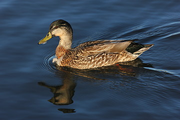 Image showing female mallard duck