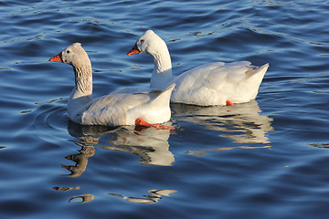 Image showing geese