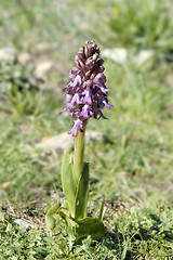 Image showing wild orchid