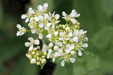 Image showing Whitetop or hoary cress