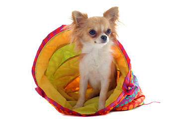 Image showing chihuahua in a colorful bed