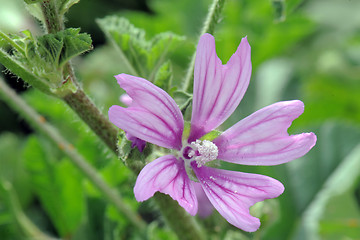 Image showing Malva sylvestris