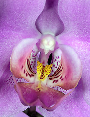 Image showing Heart of the Orchid
