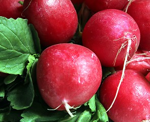 Image showing radish