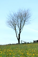 Image showing spring meadow tree