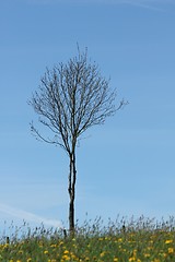 Image showing spring meadow tree