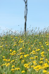 Image showing summer blur meadow