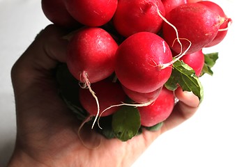 Image showing radish hand