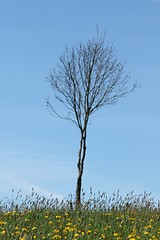 Image showing spring meadow tree