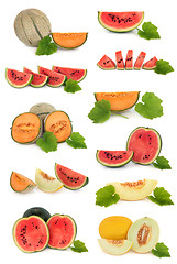 Image showing Melon Fruit Collection