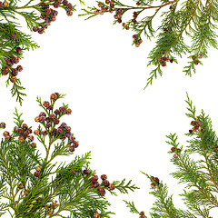 Image showing Cypress Leaf Border