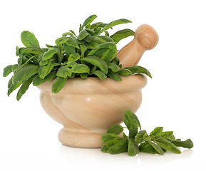 Image showing Variegated Sage Herb