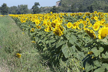 Image showing Sunflowers on a Tuscan Meadow