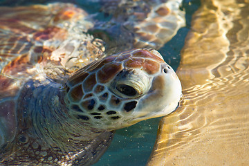 Image showing Sea Turtle Eyes and Face