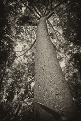 Image showing Rain Forest on the road to Kuranda