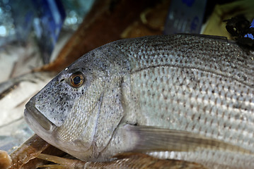 Image showing Fish Market, Cannes