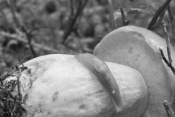 Image showing Snail moving on a Boletus Mushroom