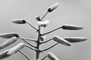 Image showing Flowers Macro