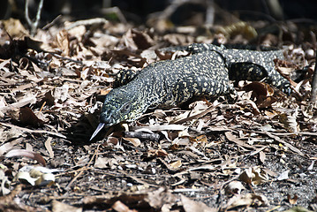 Image showing Monitor Lizard in the Whitsundays