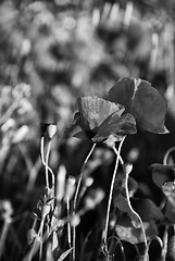 Image showing Poppies Meadow during Spring, Tuscany