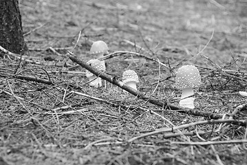 Image showing Amanita Muscaria, Dolomites