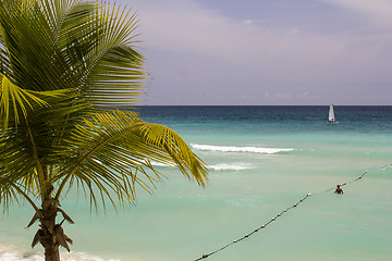Image showing Palm and Sailboat with Caribbean Clear Waters