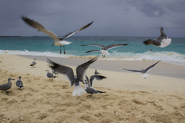 Image showing Seagulls fying above a beautiful Beach