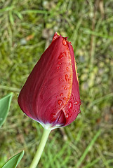 Image showing Tulip on a Tuscan Garden, Italy