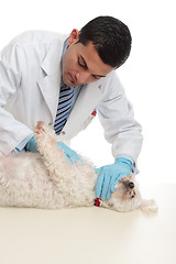 Image showing Vet examining dog