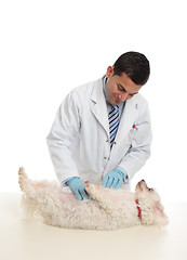 Image showing A dog being examined by vet